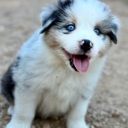 Stu - Blue merle male Miniature Australian Shepherd puppy in Luling, Texas from Little Wood Toy and Mini Aussies