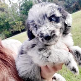 Aussiedoodle Puppies from S & L Oodles of Doodles