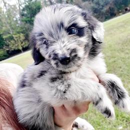 Aussiedoodle Puppies from S & L Oodles of Doodles