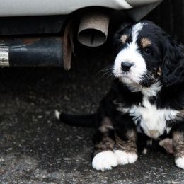 Bernedoodle and Double Doodle Puppies from Cloud Nine Doodles