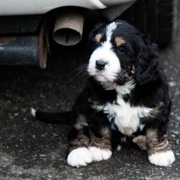Bernedoodle and Double Doodle Puppies from Cloud Nine Doodles