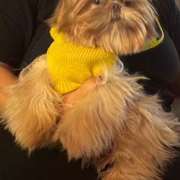 Koby double Dialo lavender - Shih Tzu