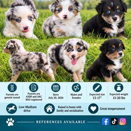 Inky - Black tri female Miniature American Shepherd puppy in Covington County, Alabama from Sweetbay Aussies/ Miniature American Shepherds