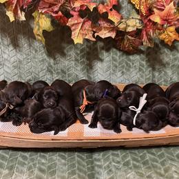 Basset Hound, Boykin Spaniel, English Cocker Spaniel, and Labrador Retriever Puppies from PARK’s Family Farm