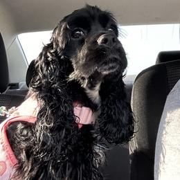 Cocker Spaniel Puppies from Anastasia Knight's Cocker Spaniels