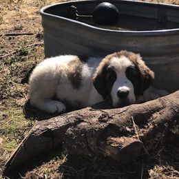 Pyrenean Mastiffs from Pyrenean Mastiff USA