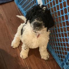 Goldendoodle Puppies from Crystal Coast Cuddles