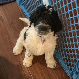 Goldendoodle Puppies from Crystal Coast Cuddles