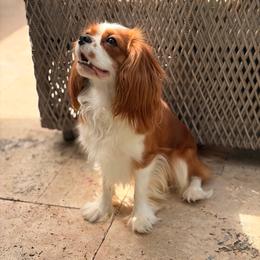 Finn - Blenheim male Cavalier King Charles Spaniel puppy in Katy, Texas from True Heart Cavaliers LLC