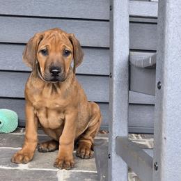 Adso  Tan collar - Rd whtn blk nose male Rhodesian Ridgeback puppy in Gaffney, South Carolina from Circle D Farms