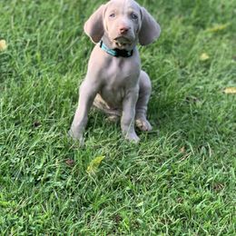 Weimaraner Puppies from Jennifer Anne's Weimaraners