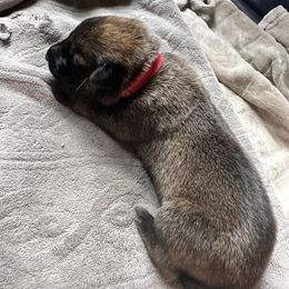 Red - Fawn male Belgian Malinois puppy in Constantia, New York from Creek Corners