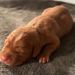 Rosie - Yellow female Labrador Retriever puppy in Rock Hill, South Carolina from North Star Retrievers