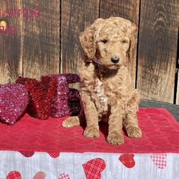 Goldendoodle and Poodle Puppies from Grand Valley Goldendoodles