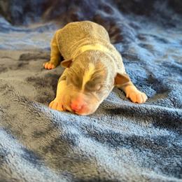 Riot - Slate female Border Collie puppy in Oroville, California from Coalcyn Kennels