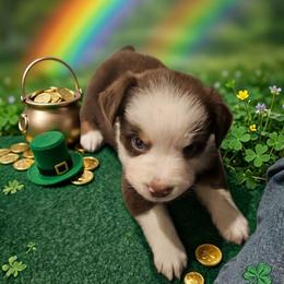 5 red Tri FEMALE - Red tri-color female Miniature American Shepherd puppy in Placentia, California from Tru Cal Aussies