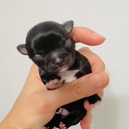 Black Rose - Black and white female Chihuahua puppy in Santa Rosa Beach, Florida from Eva's Chihuahua