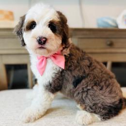 Bailey - Merle female Bernedoodle puppy in Port Orange, Florida from Royal doodles of Florida