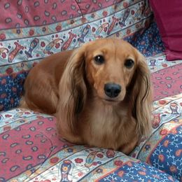 Dachshunds from Folklore