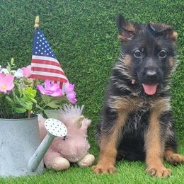 Female 2 - Black and red female German Shepherd puppy in Rockfield, Kentucky from Cheveyo German Shepherds