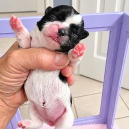 Mercy - Black and white female Shih Tzu puppy in Tallahassee, Florida from Bows and Bow Ties