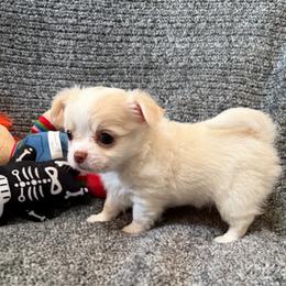 Carl - Cream male Chihuahua puppy in Seneca, Missouri from Stephanie’s Puppy Colony