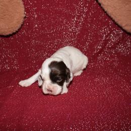 Glinda - Brown and white female Cocker Spaniel puppy in Hickory, North Carolina from Home Grown Cocker Spaniels