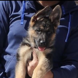Girl 1 - German Shepherd puppy in Richfield, Minnesota from Midwest GSD LLC