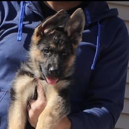 Girl 1 - German Shepherd puppy in Richfield, Minnesota from Midwest GSD LLC