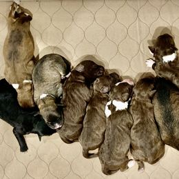 Aussiedoodle Puppies from Lisa Edge - Hilltop Aussiedoodles
