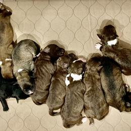 Aussiedoodle Puppies from Lisa Edge - Hilltop Aussiedoodles