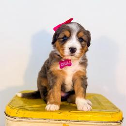 Chili - Merle female Bernedoodle puppy in West Haven, Utah from Split Mountain Doodles