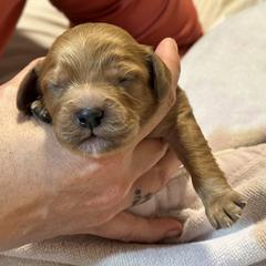 Cavalier King Charles Spaniel and Cavapoo Puppies from Boyd Cavapoo & Cavalier Puppies