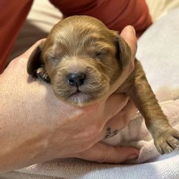 Cavalier King Charles Spaniel and Cavapoo Puppies from Boyd Cavapoo & Cavalier Puppies