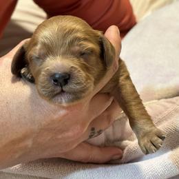 Cavalier King Charles Spaniel and Cavapoo Puppies from Boyd Cavapoo & Cavalier Puppies