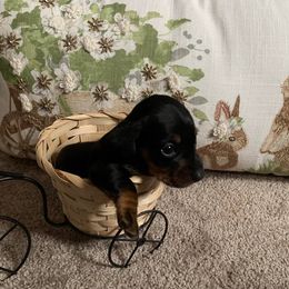 Dachshund Puppies from Cogsworth Cromwell Dachshunds of South West Michigan