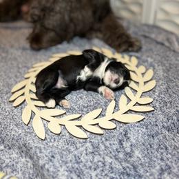 Rocky - Black and white male Portuguese Water Dog puppy in Colorado Springs, Colorado from Melissa's Portuguese Water Dogs