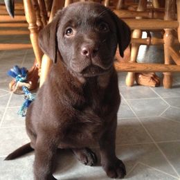 Labrador Retrievers from Happy Acres