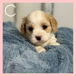 Abe - Blenheim male Cavachon puppy in Smoot, Wyoming from Designer Mountain Mutts