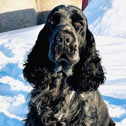 Raven - English Springer Spaniel