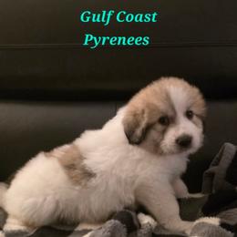 Cash - White and badger male Great Pyrenees puppy in Bay Saint Louis, Mississippi from Gulf Coast Pyrenees