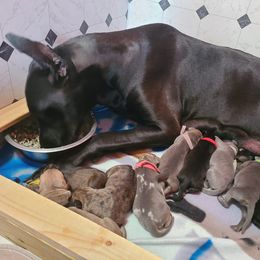 German Shepherd and Great Dane Puppies from White Pine Acres K9