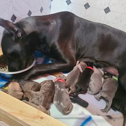 German Shepherd and Great Dane Puppies from White Pine Acres K9