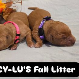 Clove - Dark golden female Golden Retriever puppy in Lebanon, Oregon from SnowPeakPaws