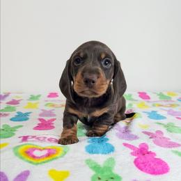 Chocolate and tan male - Chocolate and tan male Dachshund puppy in Belle Rive, Illinois from Akin's Miniature Dachshunds, LLC