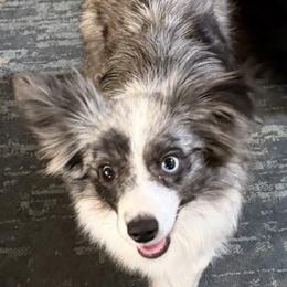 Demi - Toy Australian Shepherd