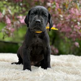 Bronco - Black male Great Dane puppy in Beulah, Michigan from Northwood Euro Danes and Bassets