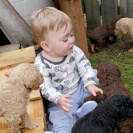 Poodle Puppies from Polly Wally Doodles and Poodles