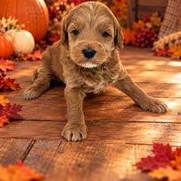 Stuffing - Apricot male Goldendoodle puppy in O'fallon, Missouri from Rockin R Doodles