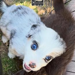 Cloud - Blue merle female Miniature American Shepherd puppy in Phoenix, Arizona from Outlaw Minis